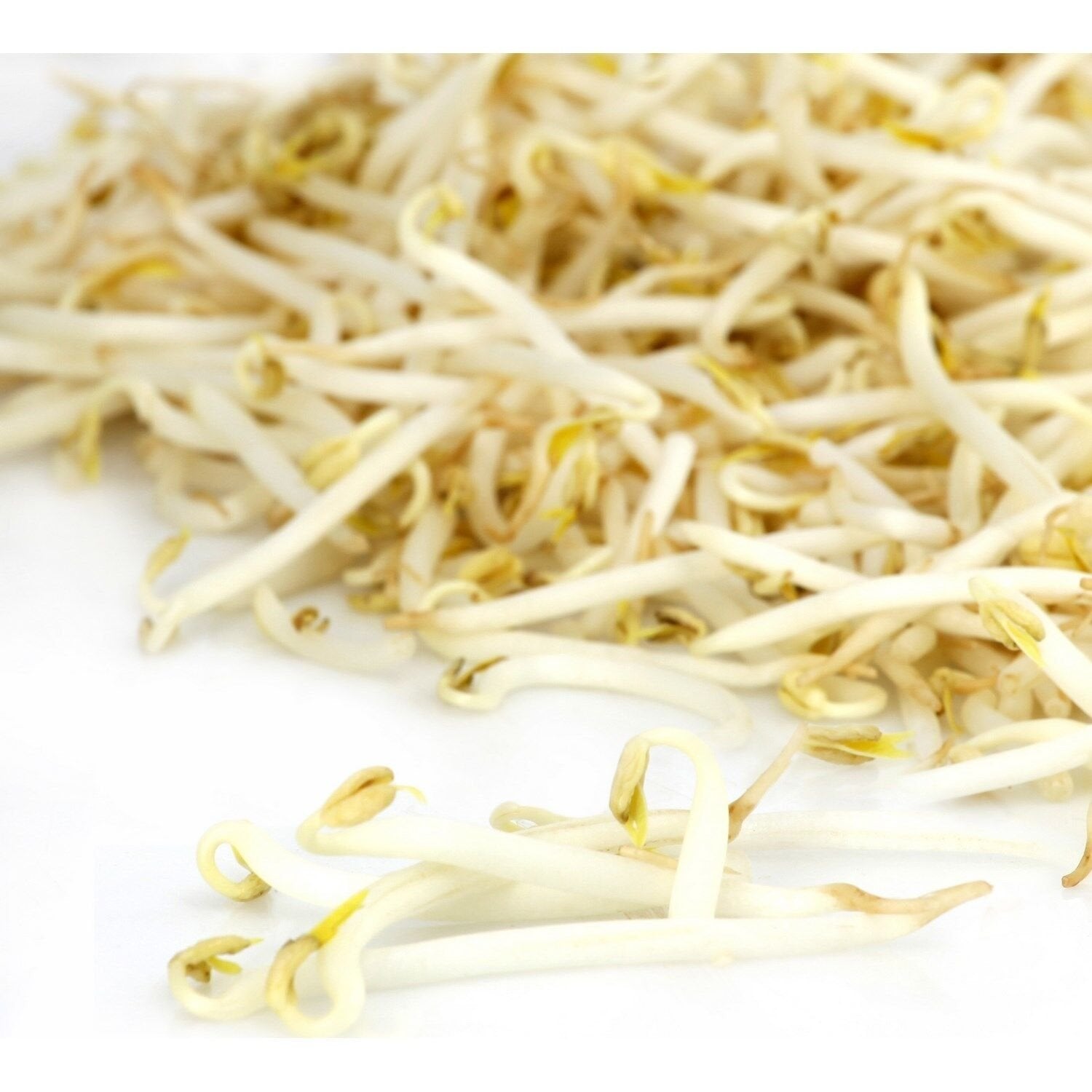 Pousse de soja haricot Mungo le sachet de 200g