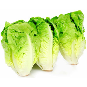 Salade sucrine lot de 3 salades